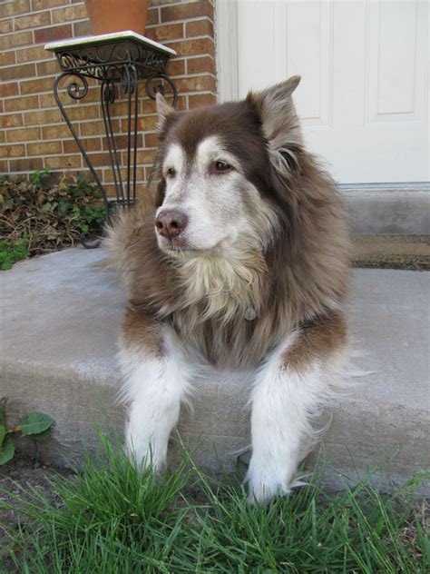 husky collie mix dogs.